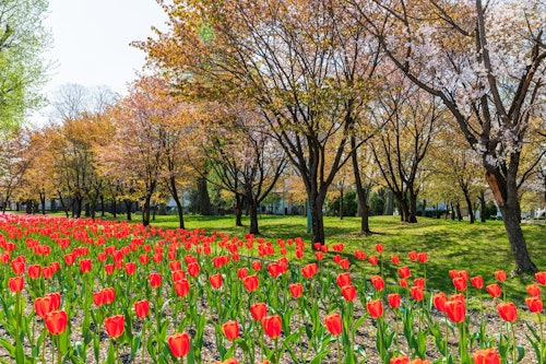 Tokiwa Park