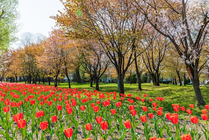 Tokiwa Park