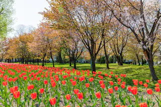 A vibrant field of red tulips blooms under rows of trees with fresh spring foliage and blossoms, bathed in bright sunlight in a park setting.
