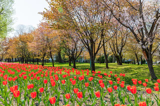 A vibrant field of red tulips blooms under rows of trees with fresh spring foliage and blossoms, bathed in bright sunlight in a park setting.