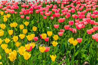 A vibrant flowerbed filled with blooming yellow and pink tulips, with green leaves and stems, creating a colorful and lively springtime scene.