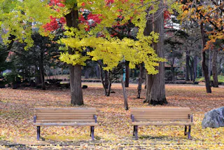 Two empty wooden benches sit on a ground covered with fallen yellow leaves, surrounded by tall trees with green, yellow, and red autumn foliage in a peaceful park setting.