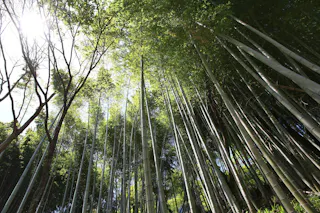 Tall bamboo stalks reach toward the sky in a dense forest, with sunlight filtering through green leaves and casting light and shadows on the ground. The perspective is from the ground looking up.