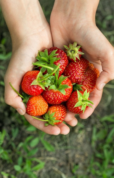 Strawberry Picking Strawberry Picking