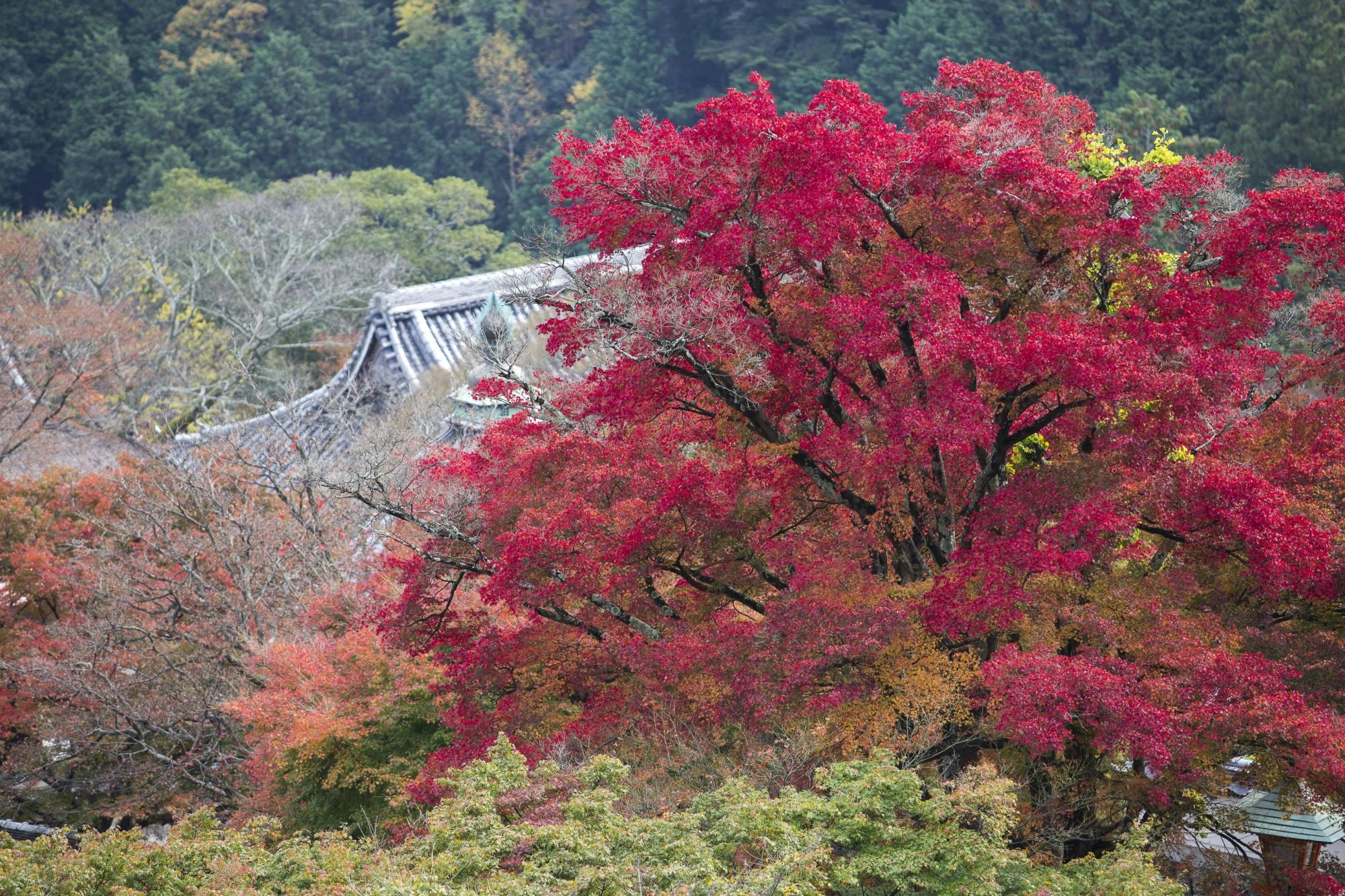 Yoshimine-dera Temple