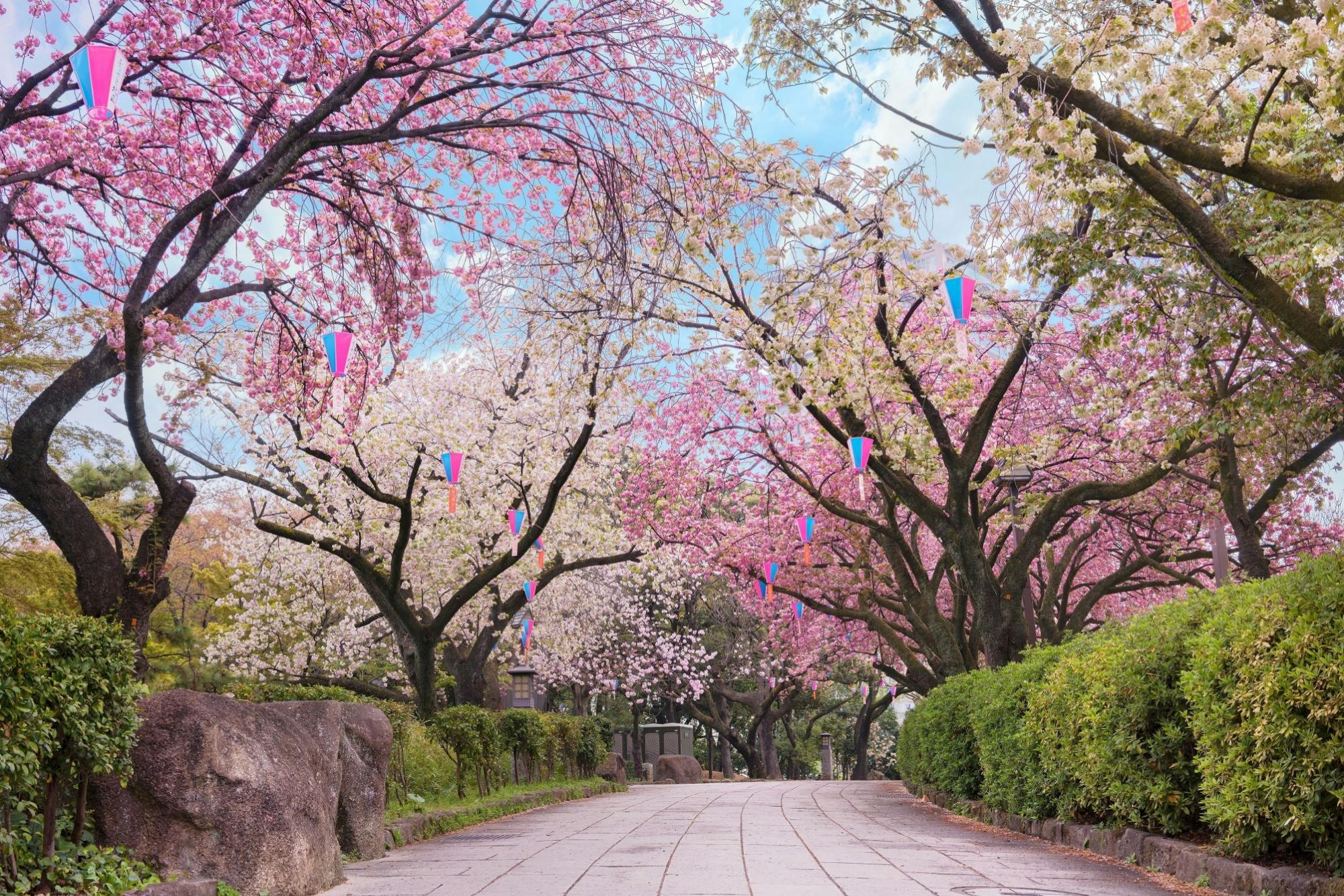 A paved pathway lined with lush green bushes and cherry blossom trees in full bloom, featuring pink and white flowers. Small triangular lanterns hang above the path, and the sky is partly cloudy.