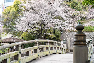 A wooden footbridge with decorative posts crosses in front of blooming cherry blossom trees in a park, with greenery and a stone wall in the background.