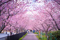 A pathway lined with vibrant cherry blossom trees in full bloom, creating a pink canopy. People walk beneath the blossoms, enjoying the scenic and peaceful springtime atmosphere.