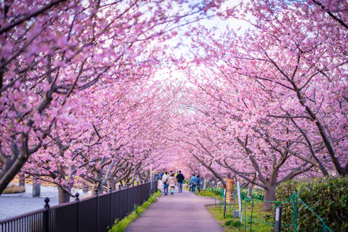A pathway lined with vibrant cherry blossom trees in full bloom, creating a pink canopy. People walk beneath the blossoms, enjoying the scenic and peaceful springtime atmosphere.
