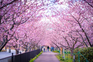 A pathway lined with vibrant cherry blossom trees in full bloom, creating a pink canopy. People walk beneath the blossoms, enjoying the scenic and peaceful springtime atmosphere.