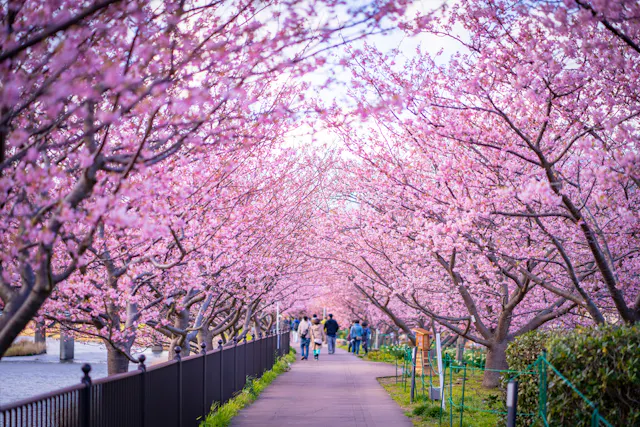 A pathway lined with vibrant cherry blossom trees in full bloom, creating a pink canopy. People walk beneath the blossoms, enjoying the scenic and peaceful springtime atmosphere.