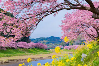 Cherry blossom trees with pink flowers line a riverbank under a blue sky, with bright yellow flowers blooming in the foreground and green hills in the background.