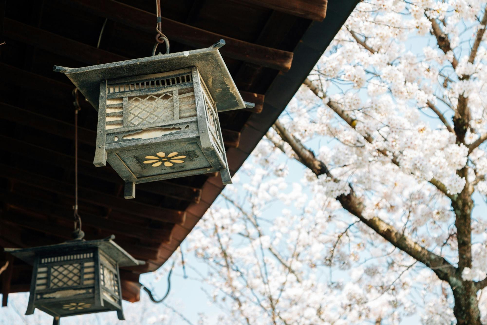 Two traditional Japanese lanterns hang from the corner of a wooden roof, with blooming cherry blossom branches and a clear sky in the background.