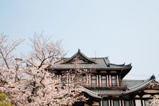 Traditional Japanese building with ornate rooflines under a clear blue sky, partially framed by blooming cherry blossom trees in the foreground.