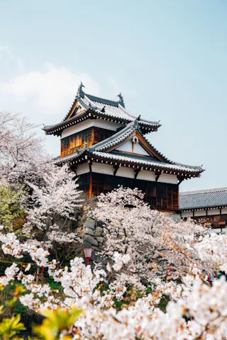 Traditional Japanese castle with wooden and white walls, surrounded by blooming cherry blossom trees under a clear blue sky.