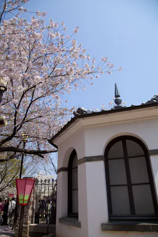 A white building with arched windows stands beside a blooming cherry blossom tree under a clear blue sky. A red lantern and a black iron fence are also visible, with people gathered in the background.