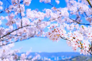A close-up of cherry blossom branches with pale pink flowers in full bloom against a bright blue sky, with a blurred landscape in the background.