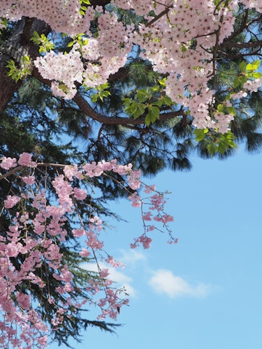 Utsubuki Park