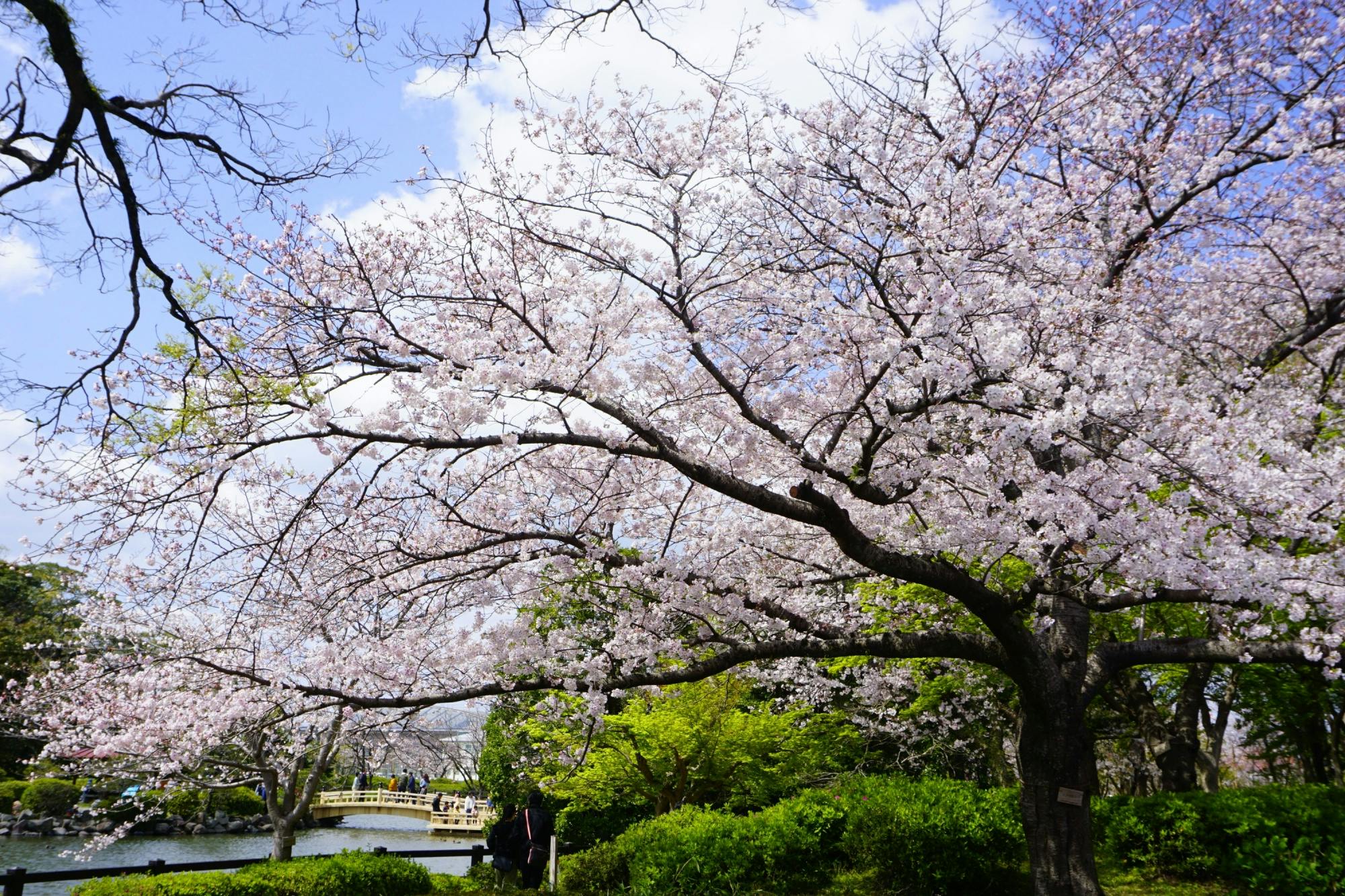 A large cherry blossom tree with pink flowers in full bloom stands in a lush green park near a pond, under a bright blue sky with scattered clouds.