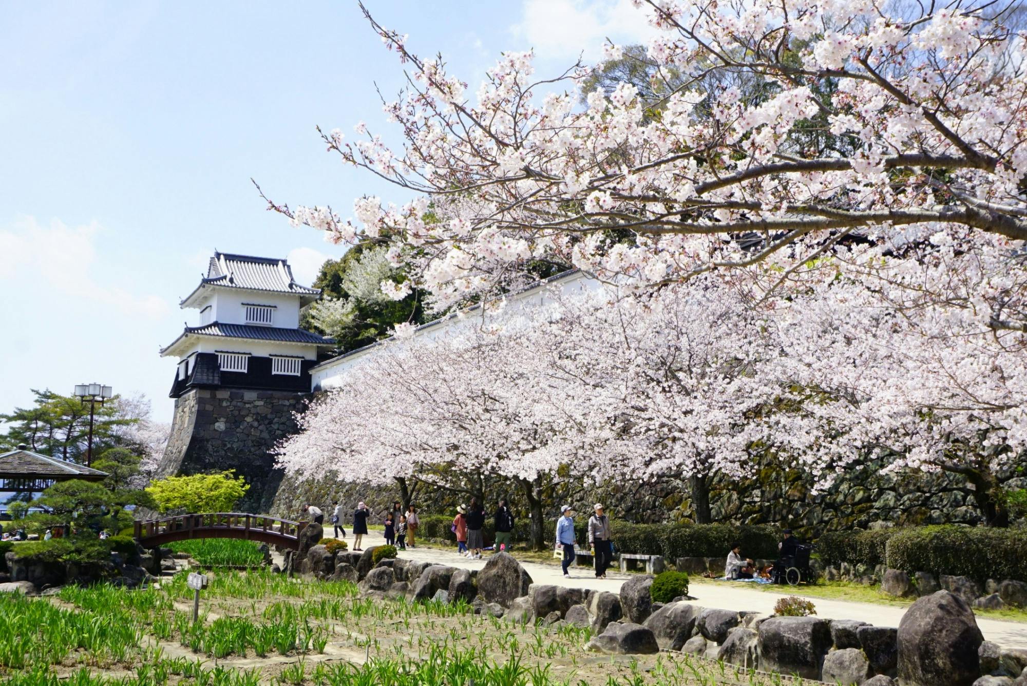 Cherry blossom trees in full bloom line a path near a traditional Japanese castle with white walls and a stone base. People stroll and enjoy the spring scenery under a bright blue sky.