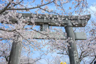 A traditional stone torii gate stands among blooming cherry blossom branches, set against a bright blue sky. The scene evokes a tranquil spring atmosphere in Japan.