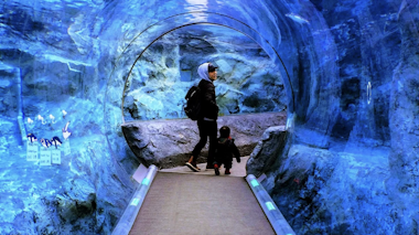 Hokkaido Asahiyama Zoo, Furano and Biei Bus Tour