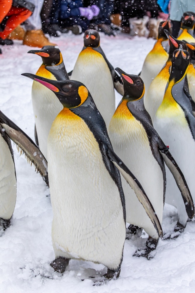 Asahiyama Zoo
