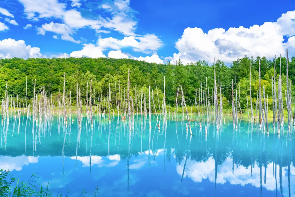 The Shirogane Blue Pond is about 18 km from Biei Station by bike. Bright turquoise water at the Shirogane Blue Pond with dead trees standing in the pond and green forest behind