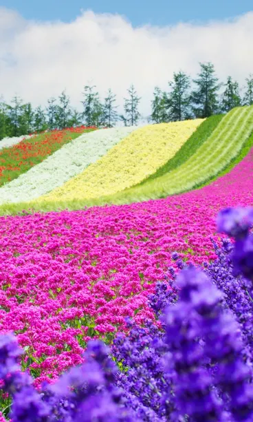 Farm Tomita Farm Tomita