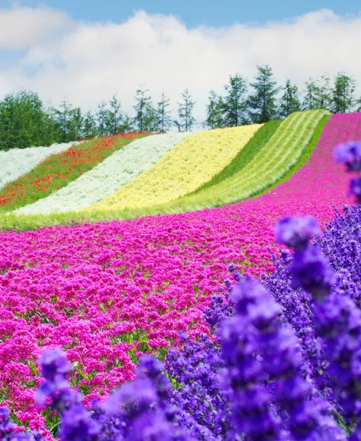 Farm Tomita Farm Tomita