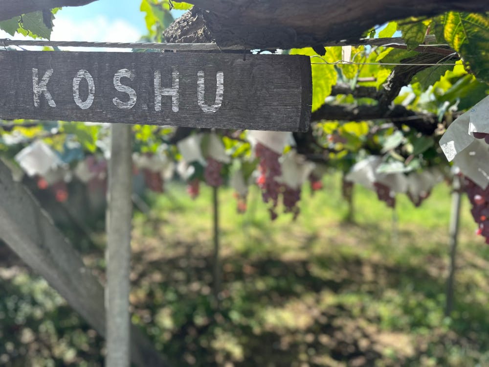 Wine Country Day Trip