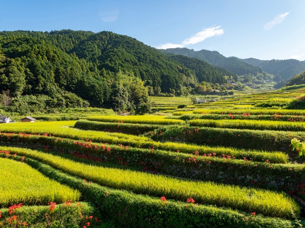 Asuka Village