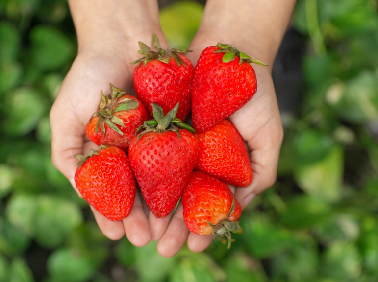 Strawberry Picking and Mochi Dessert Experience in Asuka