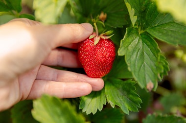 Strawberry Picking