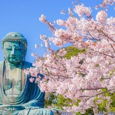 14-Day Japan Cherry Blossom Tour: Best Sakura Spots Across Tokyo, Kyoto & More 14-Day Japan Cherry Blossom Tour: Best Sakura Spots Across Tokyo, Kyoto & More