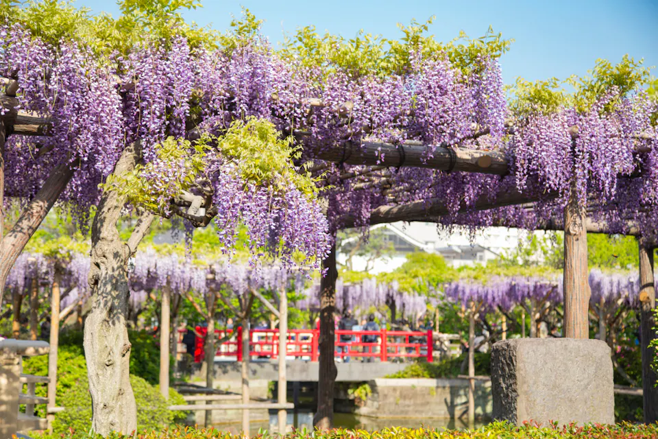 Kameido Tenjin Shrine Wisteria Festival