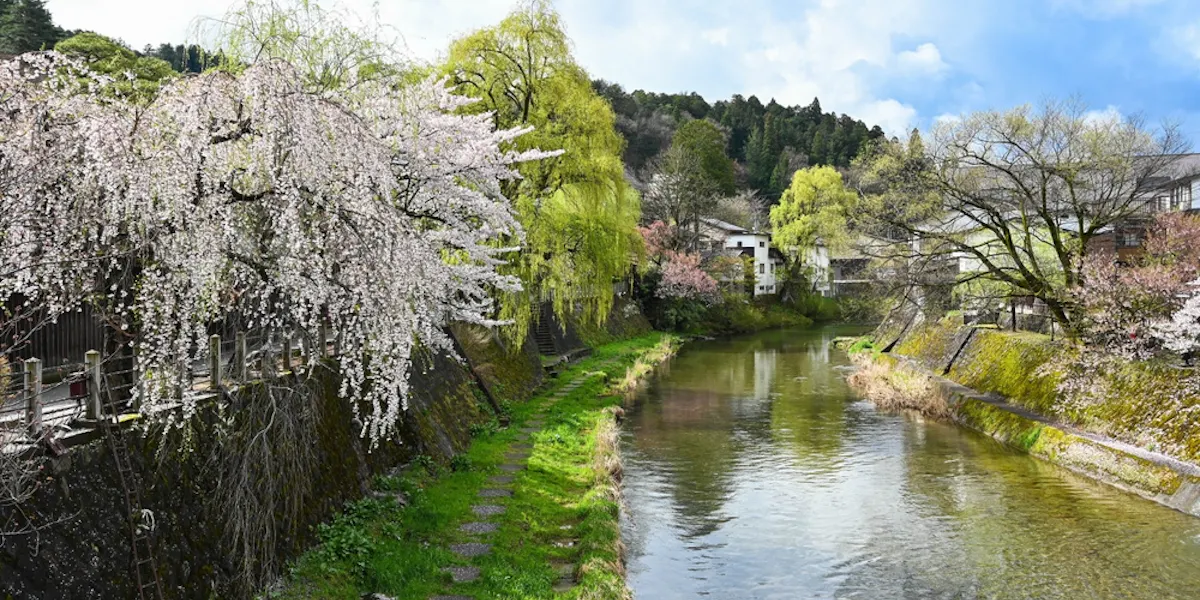 Miyagawa River with Sakura cherry blossom trees Miyagawa River with Sakura cherry blossom trees