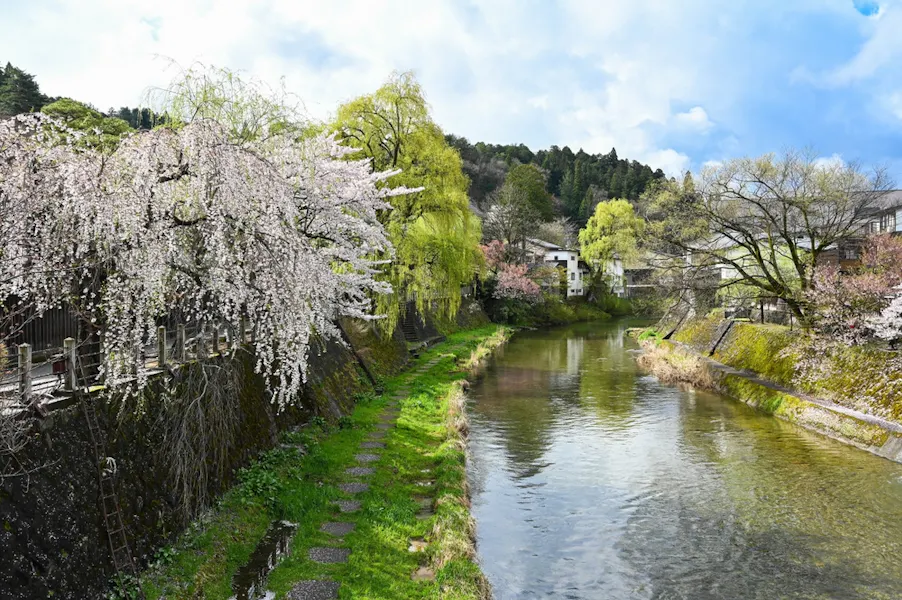 Miyagawa River with Sakura cherry blossom trees