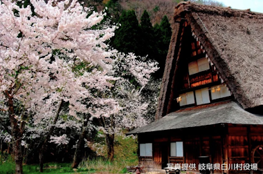 Shirakawago and Takayama Tour