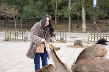 Kyoto & Nara Day Trip