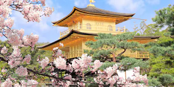 Kinkakuji Golden Kinkaku-ji Temple in Kyoto, Japan, surrounded by lush greenery and blooming cherry blossoms with a blue sky in the background.