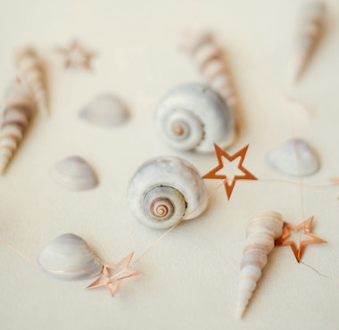 Seashells
