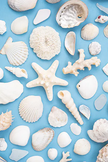 Seashells