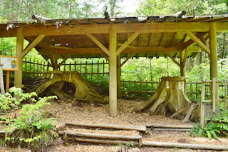 Akasawa Natural Recreation Forest