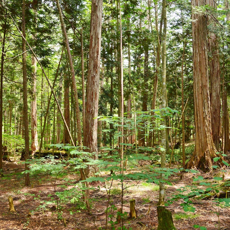 Forest Rec Akasawa Natural Recreation Forest - Trip To Japan - Trip To Japan