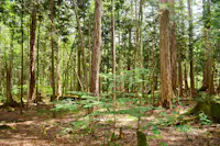 Akasawa Natural Recreation Forest