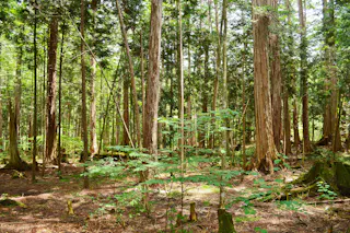 Akasawa Natural Recreation Forest