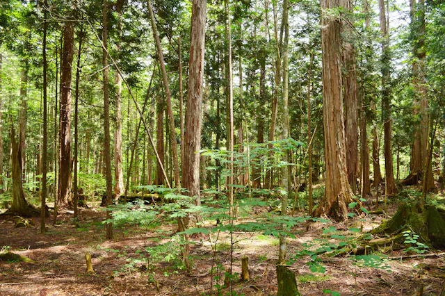 Akasawa Natural Recreation Forest