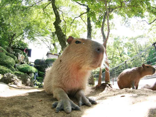 Aso Cuddly Dominion Aso Cuddly Dominion