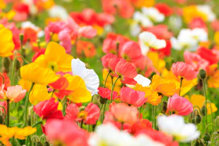 Awaji Hanasajiki Park